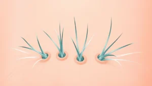 fases del cabello