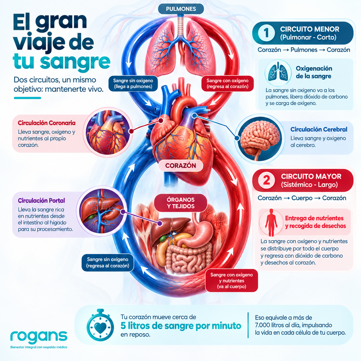 post | Sistema circulatorio: qué es y cómo cuidarlo
